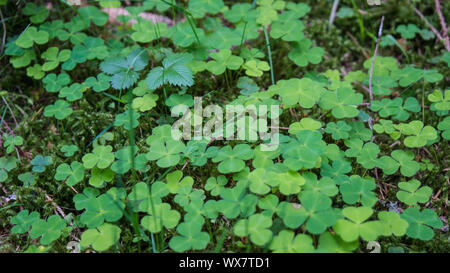clover growing on moss bed Stock Photo