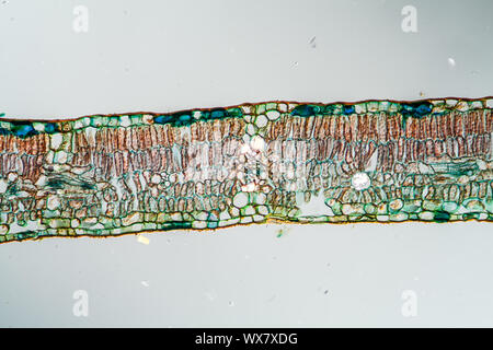 Weeping willow leaf cross section 100x Stock Photo