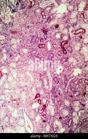 Pike kidney cross section 100x Stock Photo