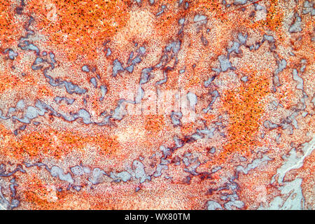 Heart fatty tissue under the microscope 200x Stock Photo