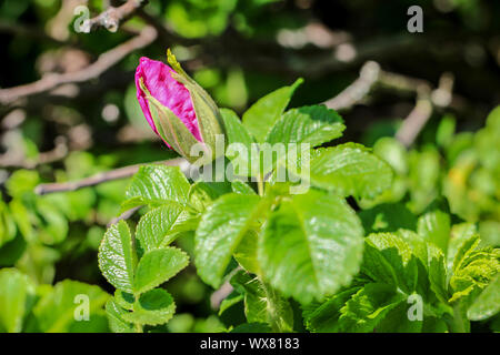 Flowers of rhododendron, bumblebee, bee Stock Photo