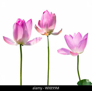 lotus flowers isolated Stock Photo