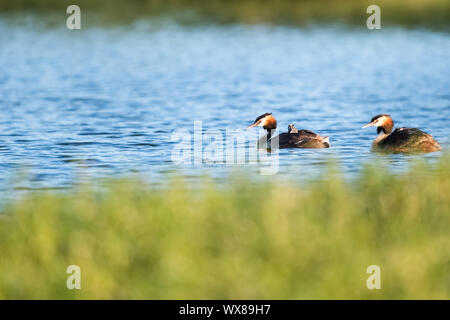 great crested grebe Stock Photo