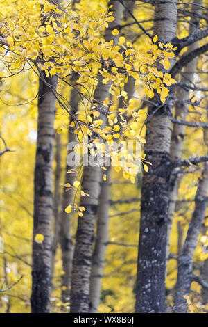 autumn colors on the leaves of white birch Stock Photo