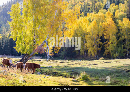 xinjiang baihaba villages in autumn Stock Photo
