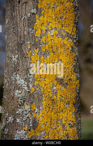 yellow lichen on tree trunk Stock Photo