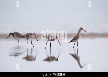 black tailed godwit in water Stock Photo