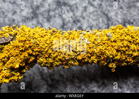 yellow cup lichen on branch Stock Photo