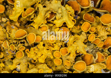 yellow cup lichen on branch Stock Photo