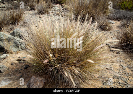 details of gras Stock Photo