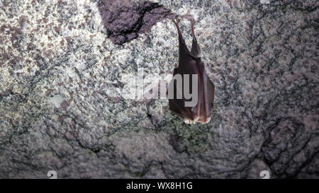 Bats sleep in dungeon. Horseshoe-nosed bat Stock Photo