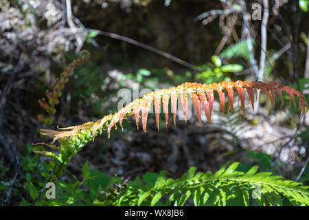 An image of a typical fern leaf in New Zealand Stock Photo