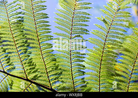 An image of a typical fern leaf in New Zealand