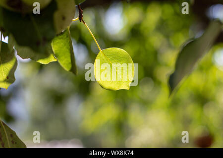 Nature view of green leaf on blurred greenery background in garden with copy space as background Stock Photo