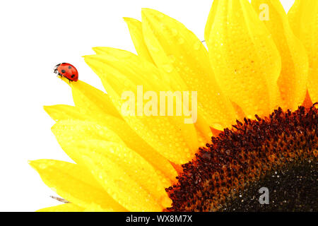 ladybug on sunflower isolated white background Stock Photo - Alamy