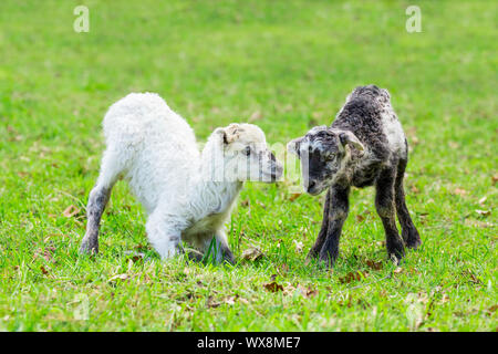 Two playing newborn lambs in green meadow Stock Photo