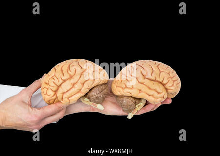 Hands hold human brains model on black background Stock Photo