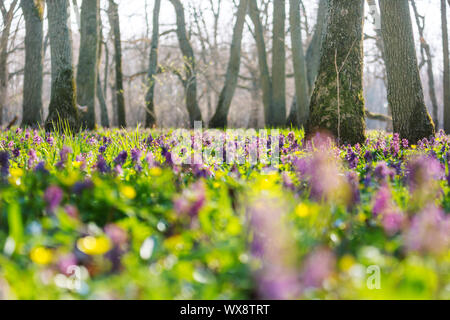 forest plants in the spring in the forest, the first blue forest ...