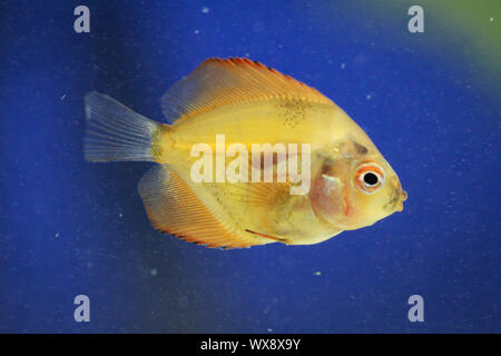 Portrait of a discus fish baby Stock Photo