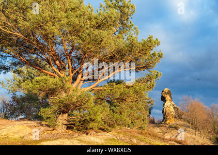 Camel rock Westerhausen in the Harz Mountains Stock Photo