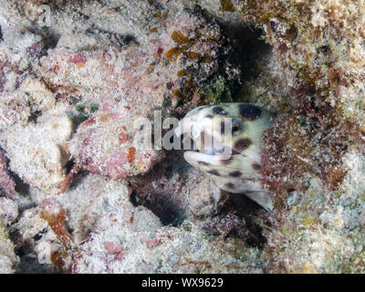 Spotted Snake Eel Stock Photo