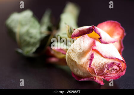 Close-up of dry rose on a leather chair Stock Photo