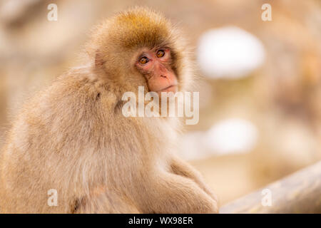 Japanese Snow monkey Stock Photo