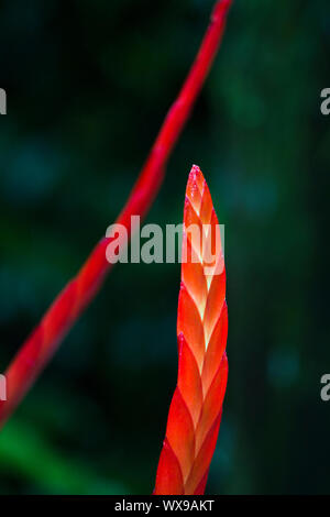 Simplicity of the Flaming Sword plant, a member of the bromeliad family Stock Photo