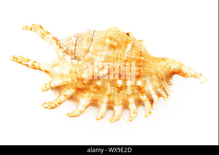 Sea shell isolated on white background Stock Photo
