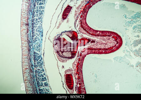 Earthworm cross section 10th segment 100x Stock Photo