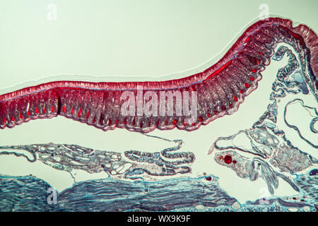 Earthworm cross section 10th segment 100x Stock Photo