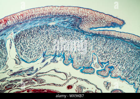 Earthworm cross section 10th segment 100x Stock Photo