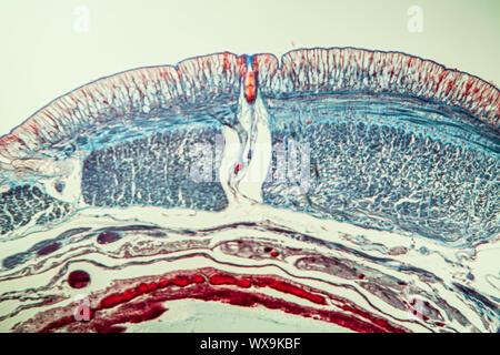 Earthworm cross section 10th segment 100x Stock Photo