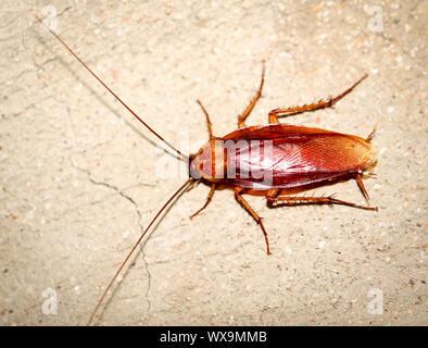 Cockroach runs up a wall Stock Photo