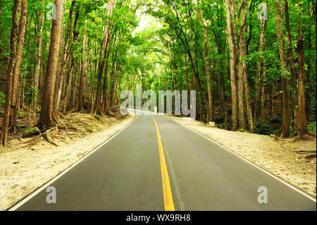 Road running through tropical rainforest Stock Photo