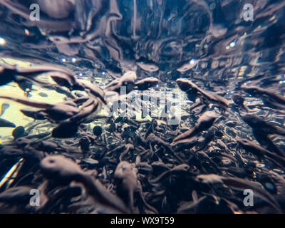 Enormous amount of tadpoles in lake in National Park Lure, Albania Stock Photo