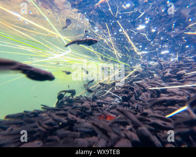 Enormous amount of tadpoles in lake in National Park Lure, Albania Stock Photo