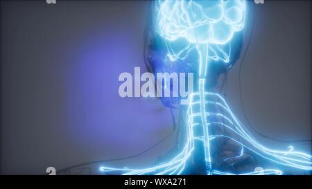 Human Brain Radiology Exam Stock Photo