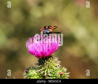 Close-up of a butterfly, rambling on a plant Stock Photo