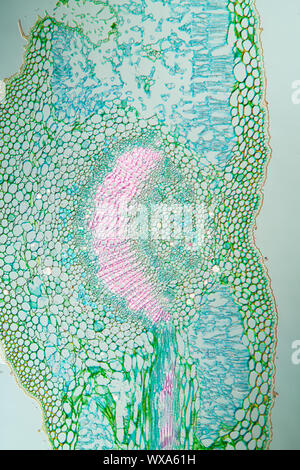 Weed leaf cross section under the microscope 100x Stock Photo