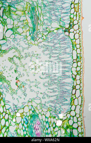 Weed leaf cross section under the microscope 100x Stock Photo