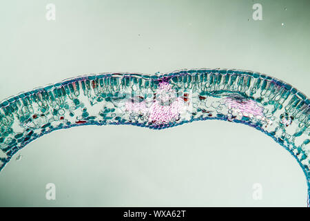 Cranberry leaf cross-section under the microscope 100x Stock Photo