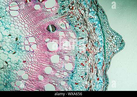 Hops branch twig transversely under the microscope 100x Stock Photo - Alamy