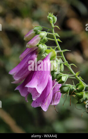 Close-up of vibrant red tubular flowers against lush green foliage in ...