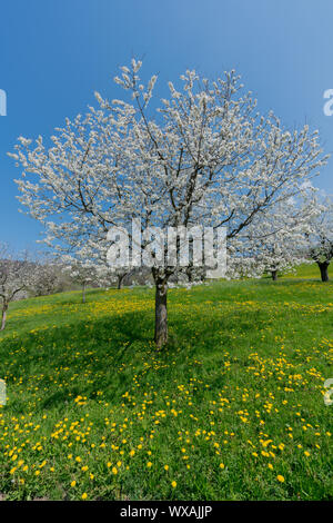 view of a single cherry tree with white blossoms under a clear blue sky on a grassy green hillside Stock Photo