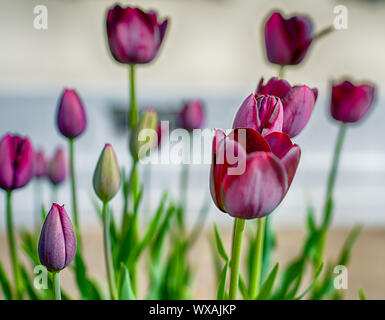 dreamy purple tulips up close Stock Photo