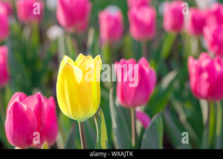 Striking yellow flowering tulip differs from the many pink blooming tulips in different color concept. Stock Photo