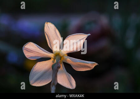 Spring flowers Stock Photo