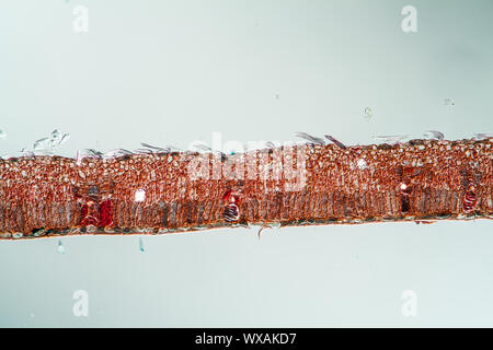 Weeping willow leaf cross section 100x Stock Photo