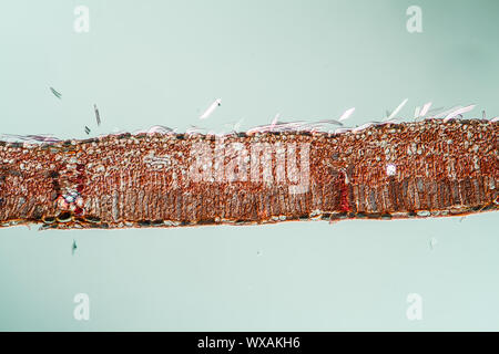 Weeping willow leaf cross section 100x Stock Photo